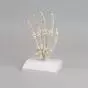 Esqueleto de la mano con soporte Erler Zimmer