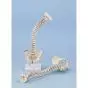 Columna vertebral con pelvis desmontable y músculos marcados con soporte Erler Zimmer