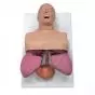Maniquí adulto para el estudio de las vías respiratorias 3B Scientific