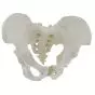 Pelvis femenina con sacro desmontable Mediprem