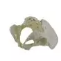 Pelvis femenina con sacro desmontable Mediprem