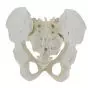 Pelvis femenina con sacro desmontable Mediprem