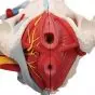 Pelvis femenina con ligamentos, vasos, nervios, piso pélvico y órganos, 6-partes H20/4 