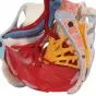 Pelvis femenina con ligamentos, vasos, nervios, piso pélvico y órganos, 6-partes H20/4 