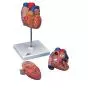 Modelo del corazón, de 2 piezas 3B scientific G10