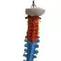 Columna vertebral con pelvis flexible versión didáctica Mediprem