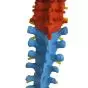 Columna vertebral con pelvis flexible versión didáctica Mediprem