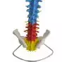 Columna vertebral con pelvis flexible versión didáctica Mediprem