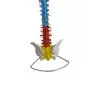 Columna vertebral con pelvis flexible versión didáctica Mediprem