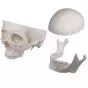 Modelo de cráneo, 3 partes Erler Zimmer