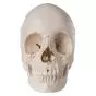Cráneo desmontable en 22 partes, versión anatómica 3B Scientific A290