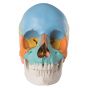 Cráneo desmontable 3B Scientific - versión didactica, en 22 partes, A291