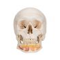 Cráneo clásico con mandíbula abierta, desmontable en 3 piezas 3B - A22