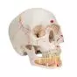 Cráneo clásico con mandíbula abierta, pintado, 3 partes 3B Scientific A22/1