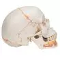 Cráneo clásico con mandíbula abierta, pintado, 3 partes 3B Scientific A22/1