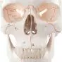 Cráneo clásico con numeración, 3 partes 3B Scientific A21