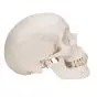 Cráneo Clásico, 3 partes 3B scientific - A20
