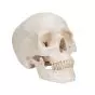 Cráneo Clásico, 3 partes 3B scientific - A20