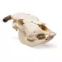 Cráneo de una vaca (Bos taurus) T30015
