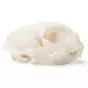 Cráneo de un gato (Felis catus) T30020