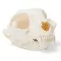Cráneo de un gato (Felis catus) T30020