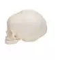 Modelo del cráneo del feto A25
