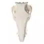 Cráneo de un cerdo (Sus scrofa) T30016
