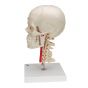 Cráneo didáctico de lujo, 7 partes 3B scientific A283