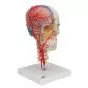 Cráneo didáctico de lujo, 7 partes 3B scientific A283