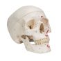 Cráneo clásico, pintado, 3 partes 3B scientific A23