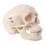 Cráneo miniatura de 3 piezas A18/15