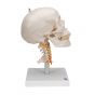 Cráneo clásico sobre columna cervical, 4 partes 3B scientific A20/1