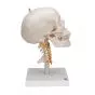 Cráneo clásico sobre columna cervical, 4 partes 3B scientific A20/1