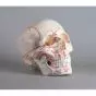 Modelo de cráneo en 3 partes, con músculos marcados Erler Zimmer