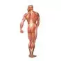 Musculatura Humana, posterior V2005U 