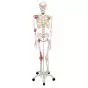 Esqueleto con ligamentos articulares Leo, con soporte rotatorio, 5 patas 3B - A12