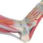 Modelo del esqueleto del pie con ligamentos y músculos M34/1
