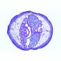 Embriología de la Ascaris megalocephala (Ascaris megalocephala bivalens) 3B Scientific