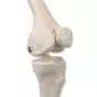 Esqueleto Miniatura  “Shorty“ con músculos pintados, sobre soporte A18/5