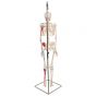 Esqueleto Miniatura “Shorty” con músculos pintados, sobre soporte colgante A18/6