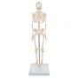 Esqueleto Miniatura “Shorty“, sobre zócalo A18 3B scientific 