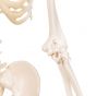 Esqueleto Miniatura Shorty (80cm) c/soporte 3B scientific A18/1