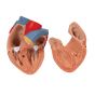 Modelo del pulmón, 7 piezas 3B scientific G15