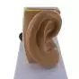 Modelo anatómico del conducto auditivo para enseñanza Mediprem