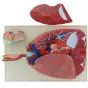 Modelo anatómico del aparato respiratorio Mediprem