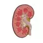 Modelo anatómico del riñón aumentado 1,5 veces Mediprem