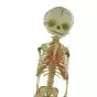 Modelo anatómico de esqueleto de feto articulado Mediprem