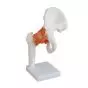Modelo de articulación de la cadera Mediprem