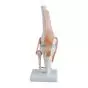 Modelo de la articulación de la rodilla Mediprem