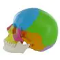 Modelo de cráneo humano didáctico, 22 partes en colores Mediprem